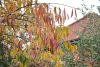 DSC_8685.thumb.JPG.92cdd7aa0a506c8b37d4255226f4ea4f.JPG