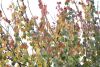 DSC_8688.thumb.JPG.90892c15595821723a5537925b16eb78.JPG