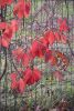 DSC_8693.thumb.JPG.e28500136c24466826780ed4ed7a84ae.JPG