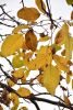 DSC_8695.thumb.JPG.608999493c993c3c628ead90de8c0580.JPG