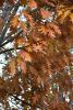 DSC_8697.thumb.JPG.d760a23a6c99957b02c32905a3b2755d.JPG