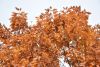 DSC_8699.thumb.JPG.ee434fe80bfcf4af075eaf0afbeb1e3b.JPG