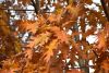 DSC_8700.thumb.JPG.ad5832491d5b667ec39e6bcf74bcdbf4.JPG