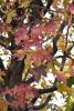 DSC_8703.thumb.JPG.5515b259c2391bcafc2ca2fc64f84414.JPG