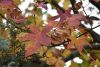 DSC_8704.thumb.JPG.3f3bbc83a5e360db189b24564cc73402.JPG