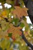 DSC_8705.thumb.JPG.d8ec440fbbabf00b8833cc42777e8791.JPG