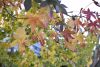 DSC_8706.thumb.JPG.a8968576c3e88357c562e8c493d37a92.JPG
