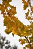 DSC_8707.thumb.JPG.cedf7e07e2d70e4542ce4819733612b6.JPG