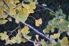 DSC_8708.thumb.JPG.ee4c6a3ad2064c7d5502ea216f495e54.JPG