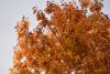 DSC_8716.thumb.JPG.e0a58f454c3f881f64464e71103bdcf8.JPG