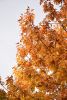 DSC_8717.thumb.JPG.5317bb2b7e8fe2d54d9f8ebb7ab91064.JPG