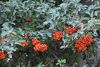 DSC_8721.thumb.JPG.1568665e38e5430bc35cdbfa2728eb75.JPG