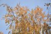 DSC_8725.thumb.JPG.270dd2133deccf8035becbf35323657c.JPG