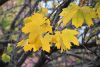 DSC_8726.thumb.JPG.72998d951112b70b72b7bf036b01286a.JPG