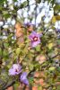 DSC_8731.thumb.JPG.eccb80110058c5d9ec539e50cba2f345.JPG