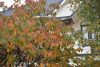 DSC_8732.thumb.JPG.576a2babd1d01916c121cde903615a40.JPG