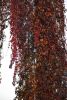 DSC_8733.thumb.JPG.aabae18813a7c80f5136a529bd3485d1.JPG