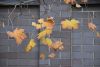 DSC_8737.thumb.JPG.a33775e4fe4890031ad056e8ecaf06bf.JPG