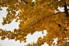 DSC_8739.thumb.JPG.94403e4d44f449cebbb5d43008cdc1a1.JPG