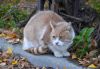 DSC_8744.thumb.JPG.746eca3752bd9006d7f9cf5022a451ea.JPG