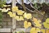 DSC_8848.thumb.JPG.b0d90d3760feae5c27cfe01901ae15e7.JPG
