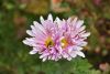 DSC_8856.thumb.JPG.c6f1332531c1d550577d6127d9ed629c.JPG