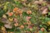 DSC_8857.thumb.JPG.d3e4d0b774d693b6f314c8dbcf62a62e.JPG