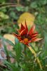 DSC_8860.thumb.JPG.2f3e984c3a9a26d2255b8ba9b798fc82.JPG