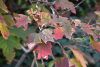 DSC_8861.thumb.JPG.209d3efeeeb86625dcf2a0be89a9a219.JPG