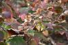 DSC_8863.thumb.JPG.a29b1d5503787ef1a51ecf1de6cadbdd.JPG