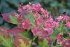 DSC_8864.thumb.JPG.a5af66cd05d3167754f46cd40aaad781.JPG