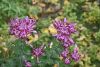 DSC_8865.thumb.JPG.362cdc19f029d6f1e3d7acf87084ec59.JPG