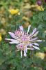 DSC_8866.thumb.JPG.6df39cbf57e6837b6a513f03b0d8c2c3.JPG