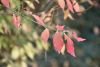 DSC_8868.thumb.JPG.c33633a62e4c8976ae33b1a5ecc4fcdc.JPG