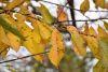 DSC_8869.thumb.JPG.a12df79c01ff4ef6eb63f956308757e0.JPG