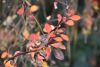 DSC_8870.thumb.JPG.70b36841054a9235509b60e121ed3f2a.JPG