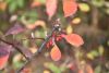 DSC_8871.thumb.JPG.d59f36f0b0a5e0ea256144d99a8f8b86.JPG