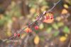 DSC_8872.thumb.JPG.ef8d1dfb6799e71115d1d16914fc4def.JPG