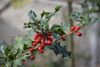DSC_8878.thumb.JPG.657fccbad62da72f756293bec4be1c1c.JPG