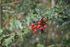 DSC_8881.thumb.JPG.b499e6f4607a51b4fedb51f5d6ad2eca.JPG
