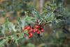 DSC_8883.thumb.JPG.2bad6864739ea3ef63c27eabed40a2f5.JPG