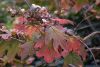 DSC_8884.thumb.JPG.8aef6c07c15222e4bc483df8dc7e5fc7.JPG