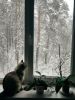 IMG_20251102_153501.thumb.jpg.28f6cdf1fab930beb50a591e2fb86d0b.jpg