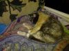 IMG_20251111_173219.thumb.jpg.babe5d0cb9b680cda77a780ce40788eb.jpg