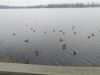 IMG_20251112_154207.thumb.jpg.a1820b5eaad94e32114240e1b43689c6.jpg