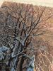 IMG_5022.thumb.jpeg.a8313957cc24ad66d7c12c3ca3dc509b.jpeg