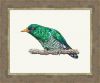 128. Изумрудная кукушка.jpg