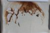 2024-07-22.thumb.JPG.998faf3db6a268eb1deb62887ffef9b4.JPG
