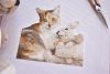 DSC_8240.thumb.JPG.4d002e82dfe8f359bab12cf2daee2d3e.JPG