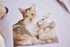 DSC_8241.thumb.JPG.1bceff72168f08ee50ab3463162da97c.JPG